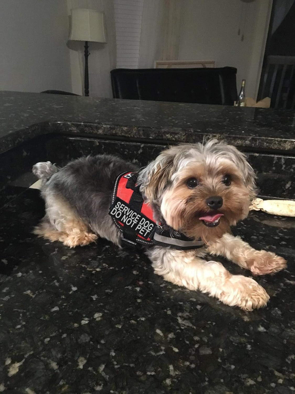 Service Dog Harness Vest Comes with 2 Reflective Service Dog DO NOT PET Patches. Please Measure Dog before Ordering (Girth 19-25", Red)