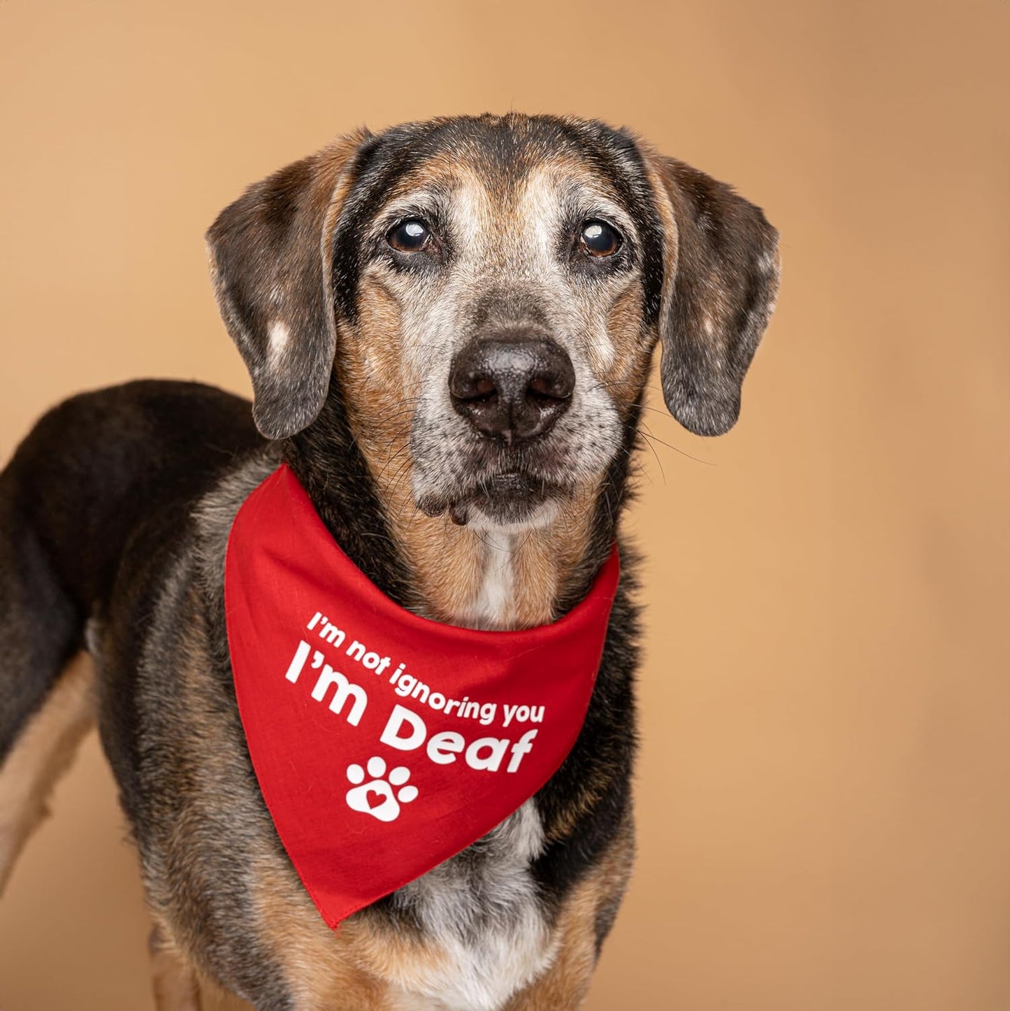 I'M Not Ignoring You I'M Deaf Dog Bandana (Hot Pink, XS 351)