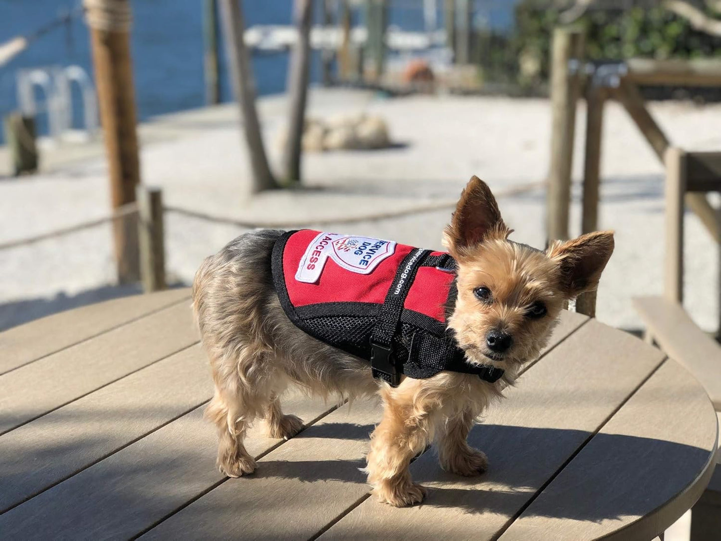 Premium Service Dog Mesh Full Access Vest (9 - 13" Girth, Red) - Includes Five Service Dog Law Handout Cards
