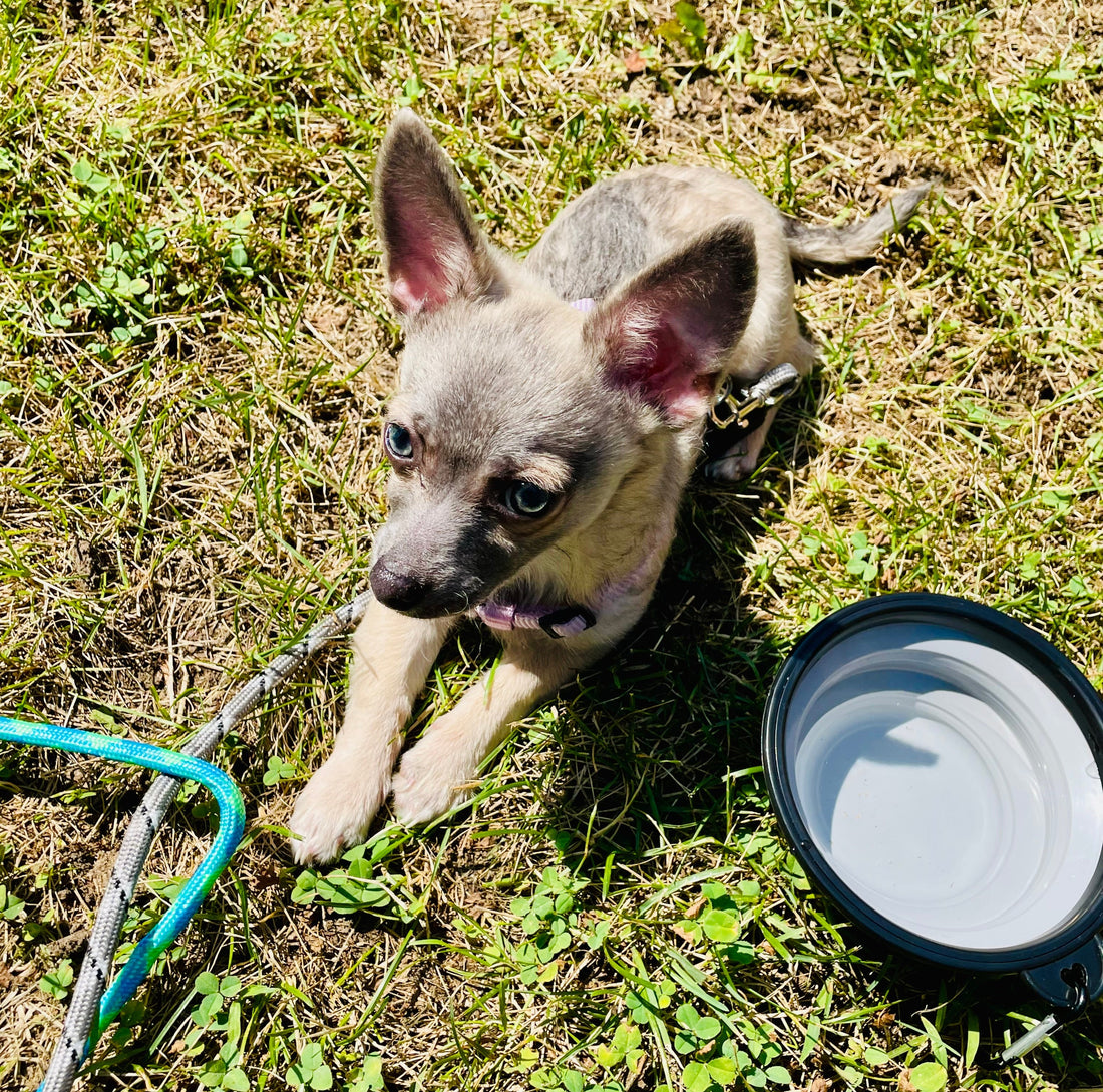 Pet Safety in the Albany Capital Region