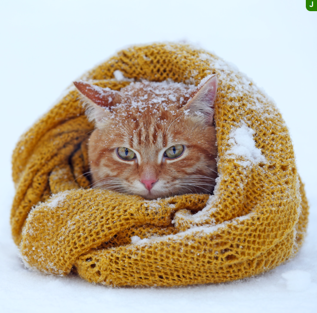 Cold Weather Care: How to Protect Your Pets This Winter