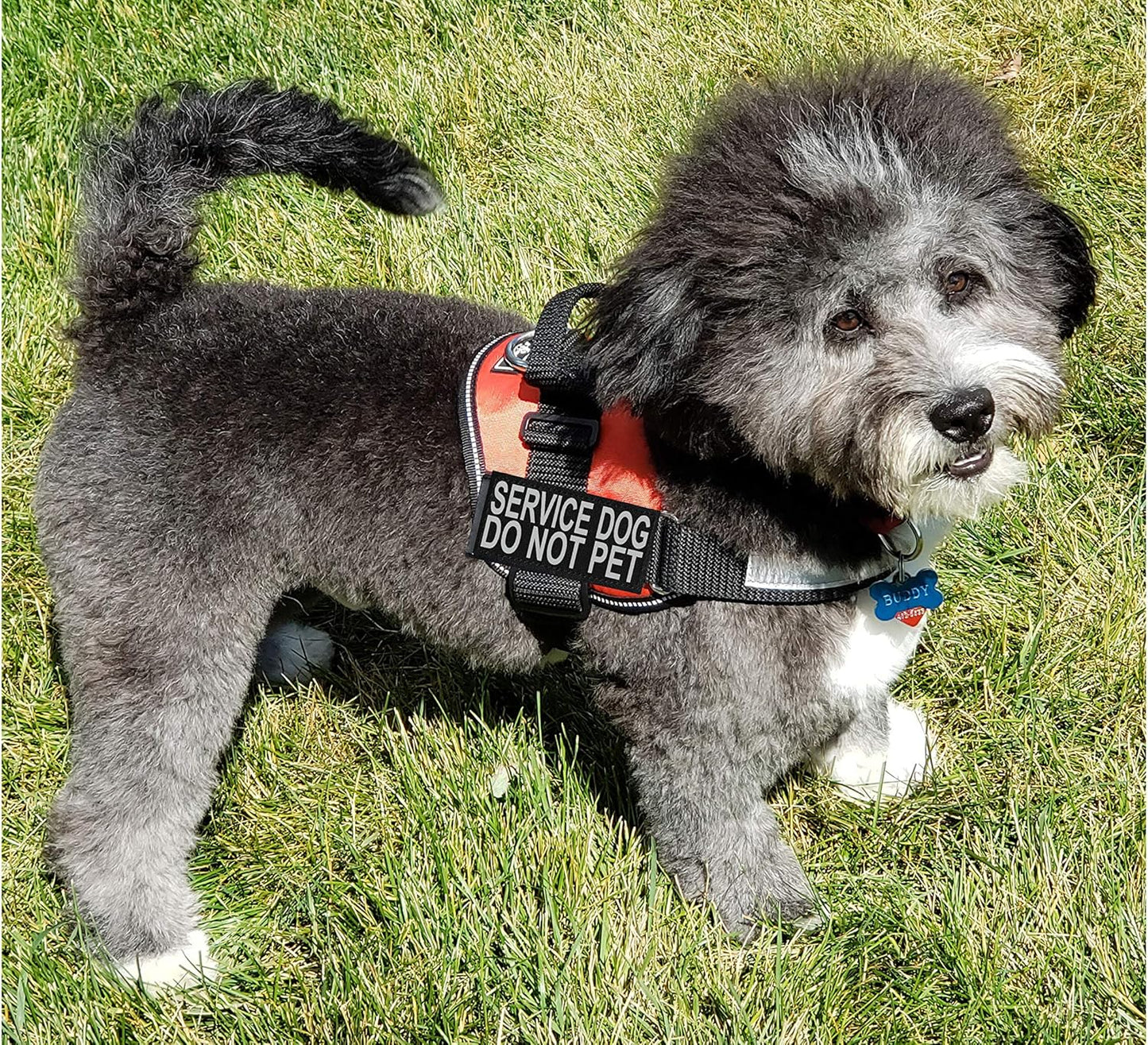 Service Dog Harness Vest Comes with 2 Reflective Service Dog DO NOT PET Patches. Please Measure Dog before Ordering (Girth 19-25", Red)