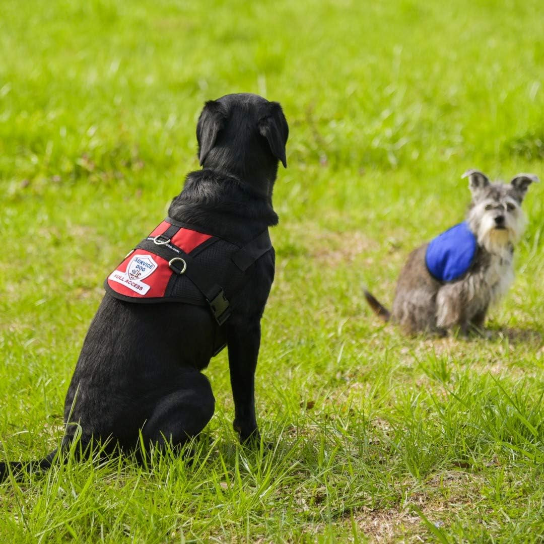 Premium Service Dog Mesh Full Access Vest - (23 - 27" Girth, Red) - Includes Five Service Dog Law Handout Cards