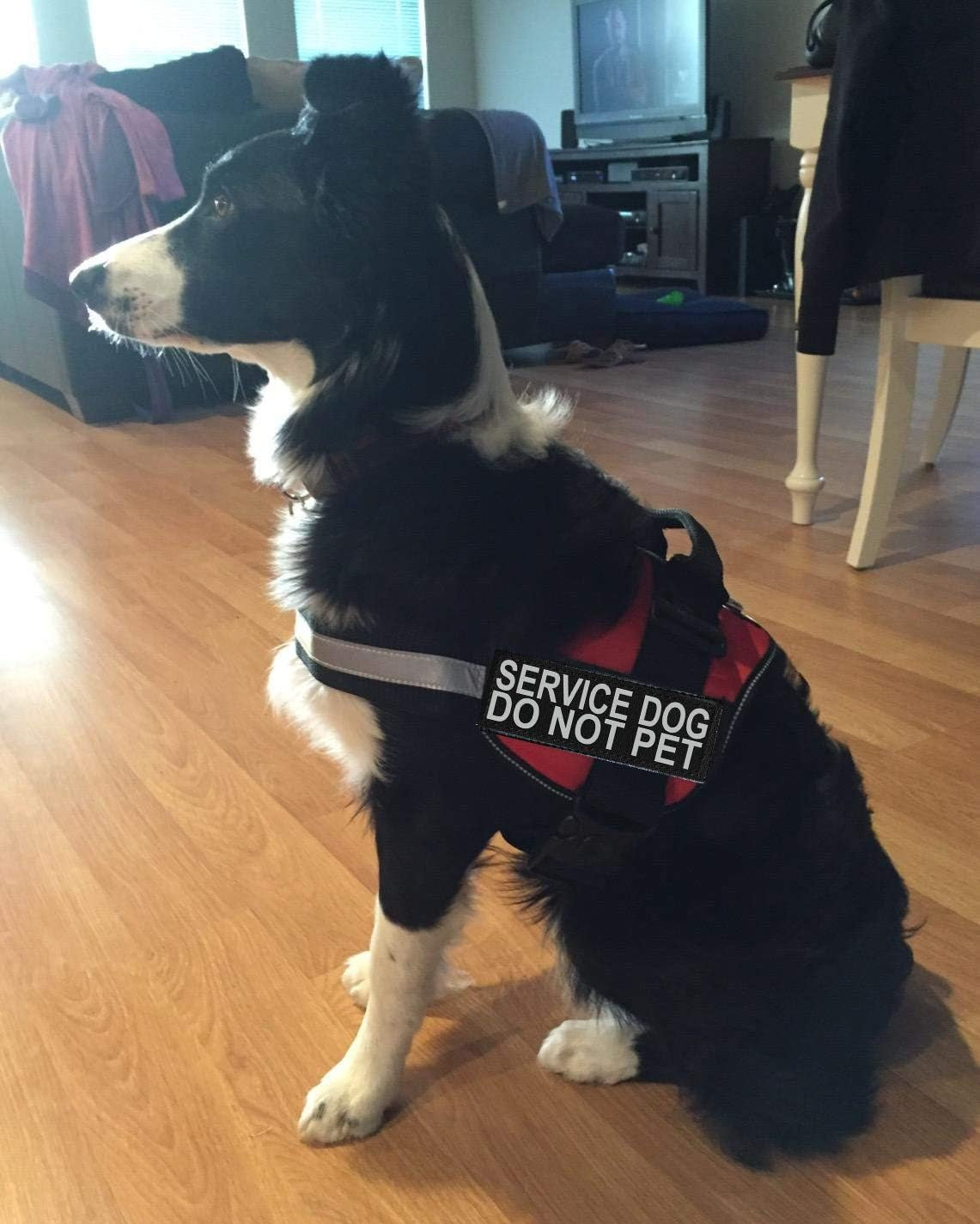 Service Dog Harness Vest Comes with 2 Reflective Service Dog DO NOT PET Patches. Please Measure Dog before Ordering (Girth 19-25", Red)